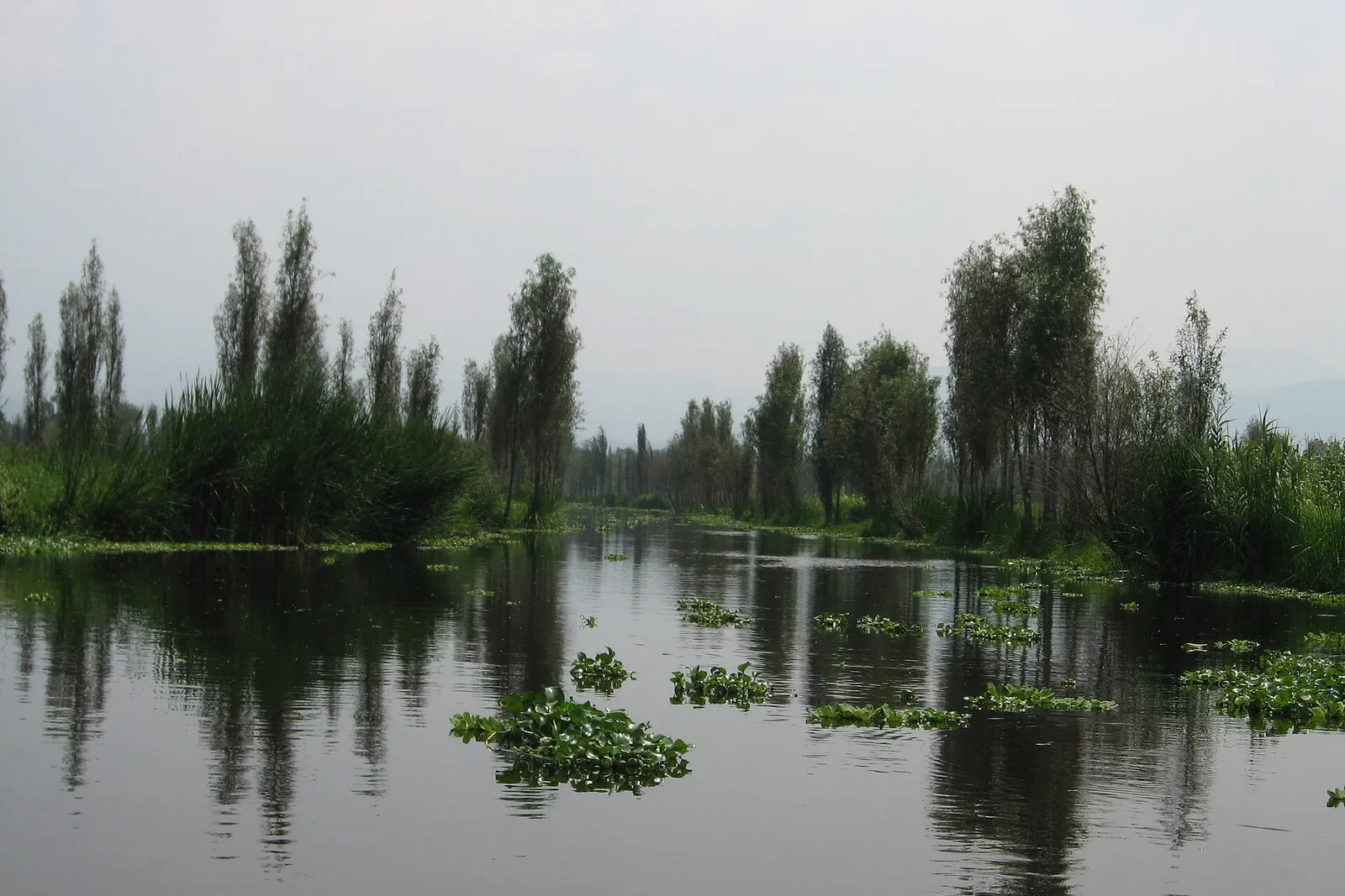 A canal in Xochimilco running between chinampas, with slender trees on the farming islands reflected in the water and water hyacinth floating