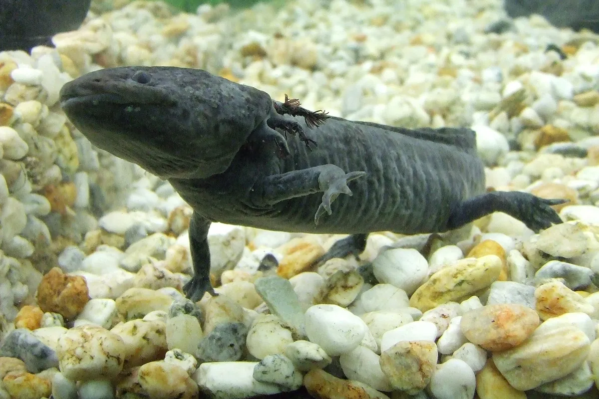 A dark grey axolotl swimming over pale pebbles in a tank