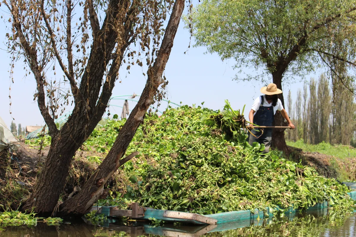 A farmer working on a chinampa in Xochimilco, with a heap of green water plants on the bank and willow-like trees overhead